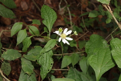 Montanoa frutescens