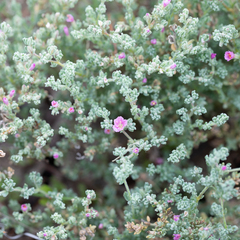 Frankenia serpyllifolia
