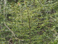 Neea buxifolia