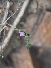 Siphonoglossa sessilis