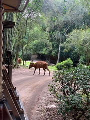 Tragelaphus eurycerus isaaci