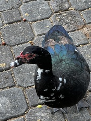 Cairina moschata domestica