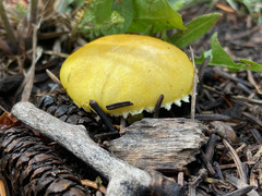 Floccularia luteovirens