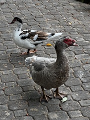 Cairina moschata domestica