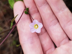 Ipomoea aristolochiifolia