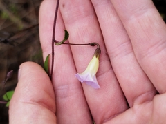 Ipomoea aristolochiifolia