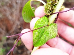 Ipomoea aristolochiifolia