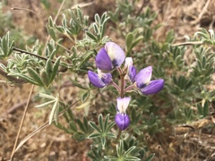 Lupinus variicolor