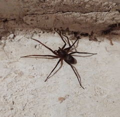 Sagana rutilans