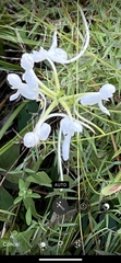 Platanthera integrilabia