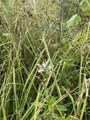 Platanthera integrilabia