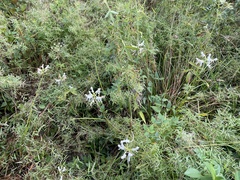 Platanthera integrilabia