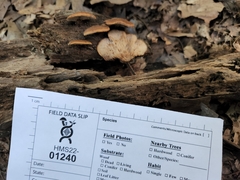 Lentinellus castoreus