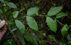 Scaevola enantophylla
