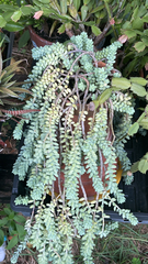 Sedum burrito