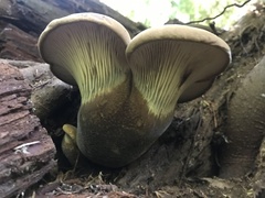 Tapinella atrotomentosa