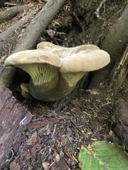 Tapinella atrotomentosa