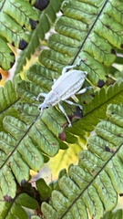 Compsus auricephalus