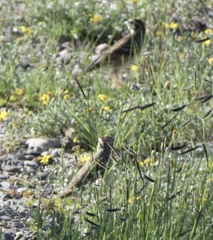 Pheucticus melanocephalus