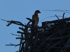 Pheucticus melanocephalus
