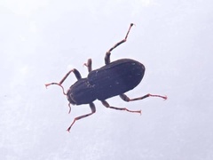 Stenelmis nipponica