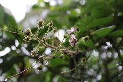Rubus liebmannii