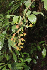 Rubus liebmannii