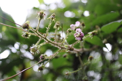 Rubus liebmannii