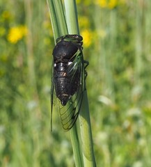 Neotibicen tibicen tibicen