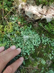 Cladonia turgida