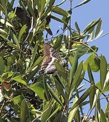 Charaxes jasius