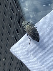 Buprestis lyrata