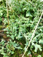 Cladonia turgida
