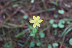 Sisyrinchium tolucense