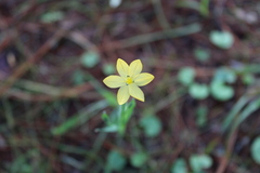Sisyrinchium tolucense
