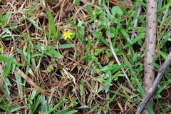 Hypoxis mexicana