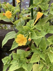 Mirabilis jalapa