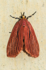 Arctioblepsis rubida