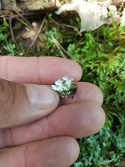 Cladonia turgida