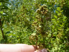 Eriophyes paraspiraeae