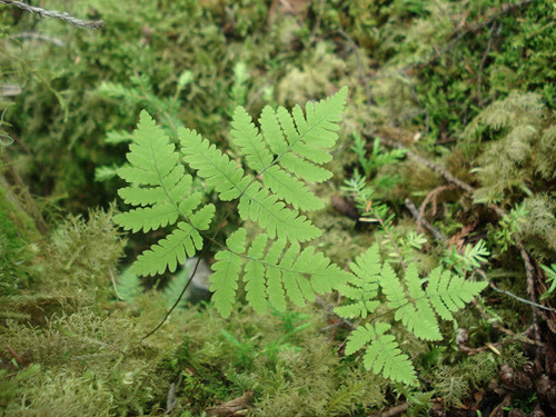 northern oak fern