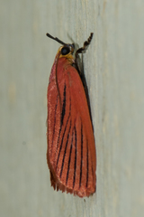 Arctioblepsis rubida
