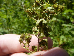 Eriophyes paraspiraeae