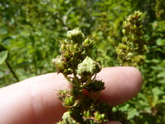 Eriophyes paraspiraeae
