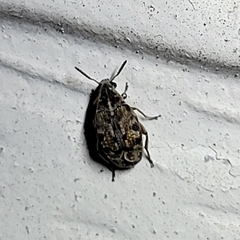 Algarobius bottimeri