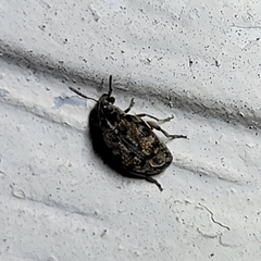 Algarobius bottimeri