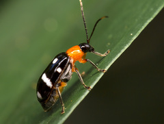 Coleoptera