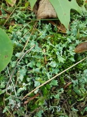 Cladonia turgida