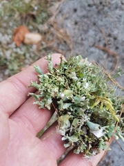 Cladonia turgida