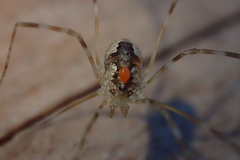 Leptobunus parvulus